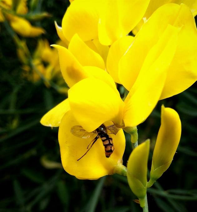 Fleur plante à fleurs
 jaune pétale