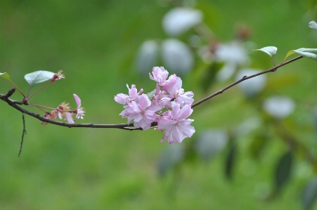 Photo Fleur vert arbre cerise