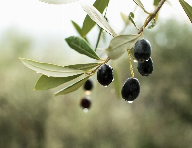 Photo Arbre olive usine fruit