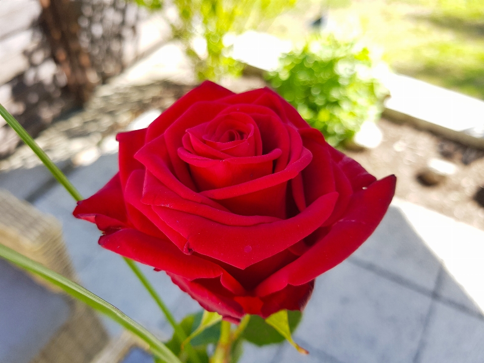 Flower rose garden roses flowering plant