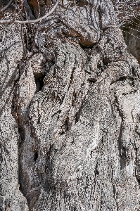 Tree crust skin texture Photo