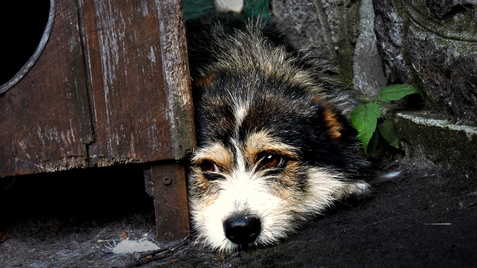 犬 哺乳類 脊椎動物
 イヌ科
