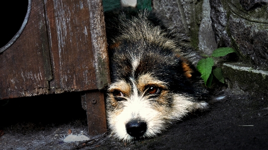 Foto Anjing mamalia bertulang belakang
 canidae
