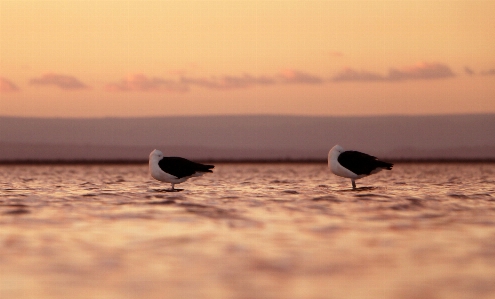 Birds sky bird sea Photo