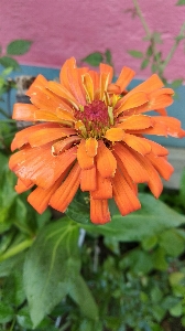 Foto Flor planta com flor
 laranja pétala