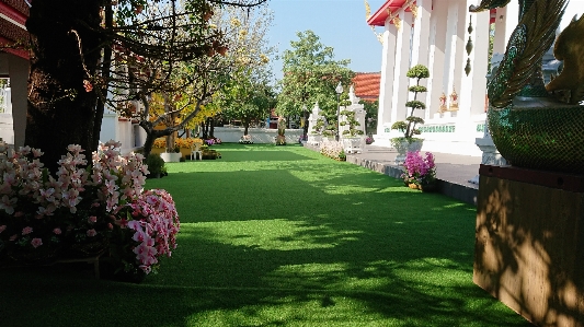 Natural lawn grass property Photo