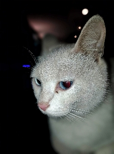 Foto Gato mamífero vertebrado
 gatos de pequeno a médio porte
