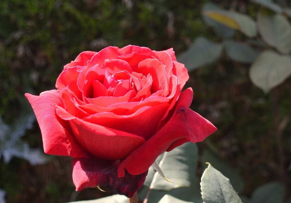 Rose red bloom flower