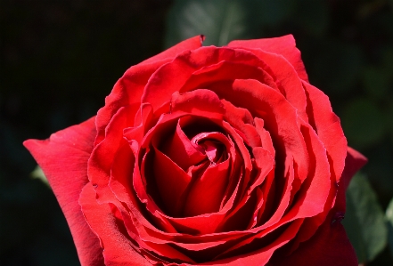 Rose red bloom flower Photo