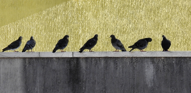 Bird beak blackbird american crow Photo