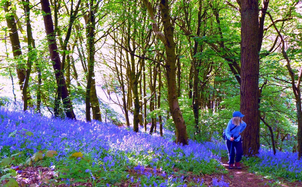 Bluebells woodland trees natural landscape