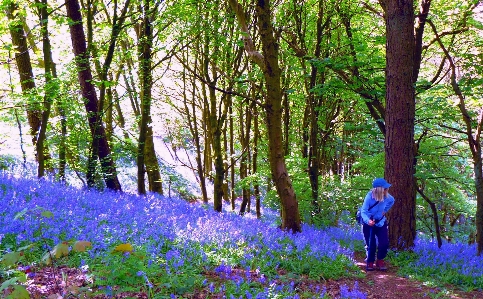 Bluebells woodland trees natural landscape Photo