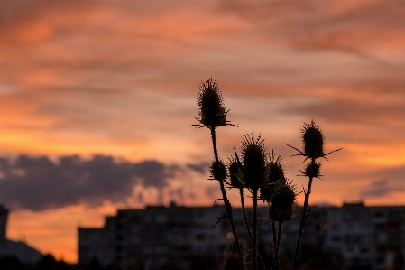 Sunset twilight mood sky Photo