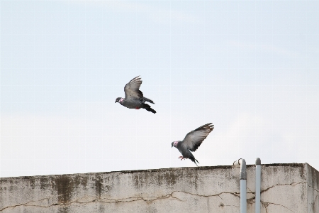 鳥 飛行 自然 日の出 写真