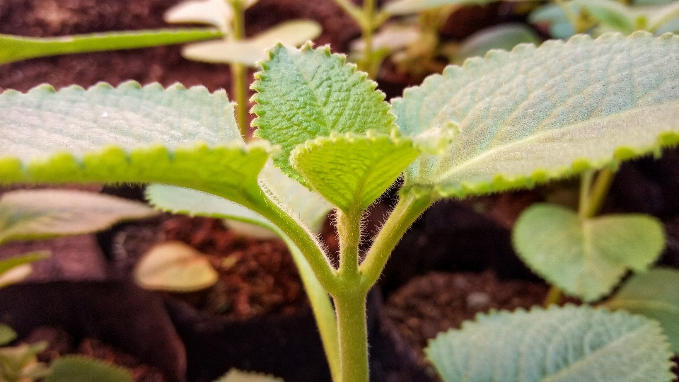 Natural hoja flor planta