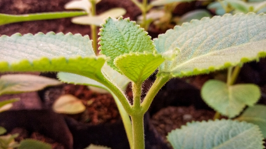 Foto Alami daun bunga tanaman