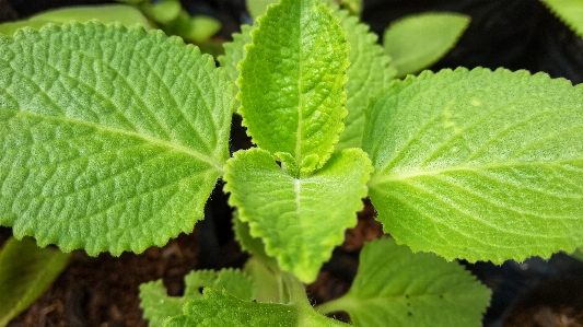 Foto Alami tanaman berbunga
 daun bunga