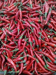 Chili red hot spicy Photo