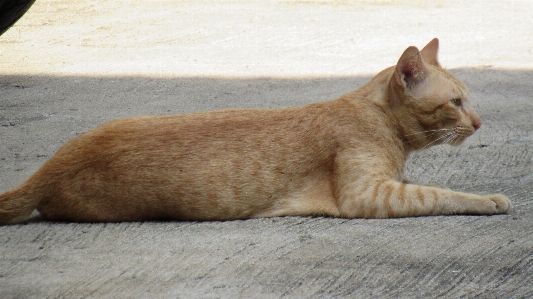 Foto Kucing mamalia bertulang belakang
 berukuran kecil hingga sedang
