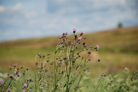 Foto Bunga liar
 padang rumput
 tanaman