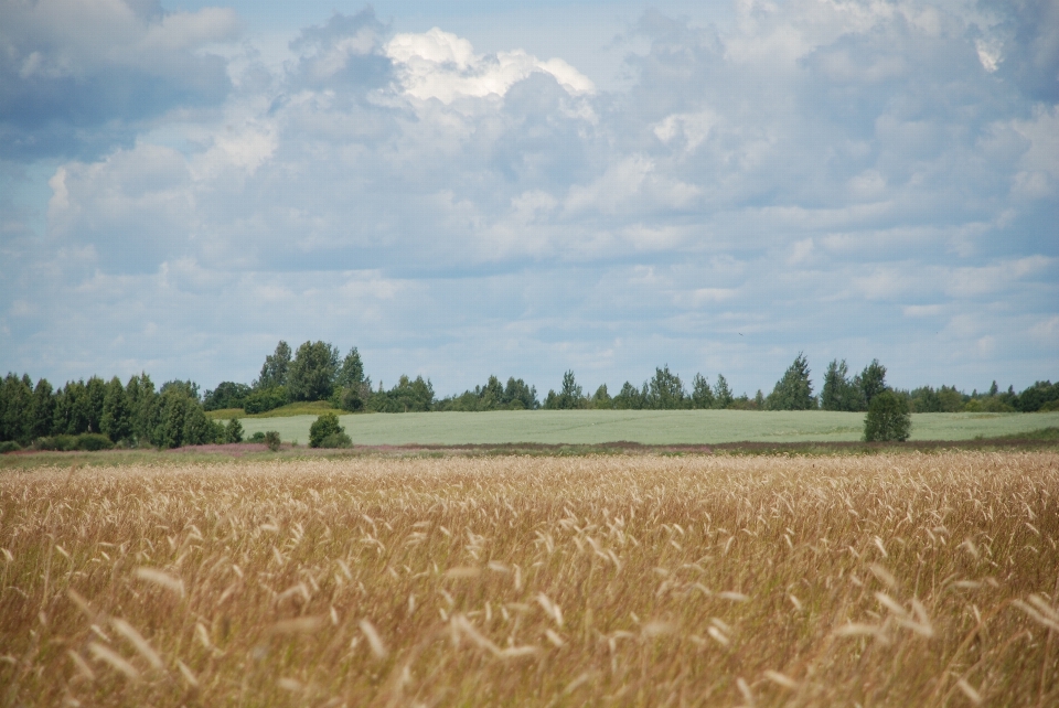 Wheat field crop barley