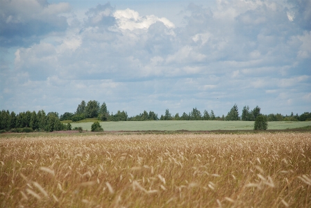 Wheat field crop barley Photo