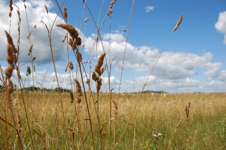 Wheat field natural environment grass Photo