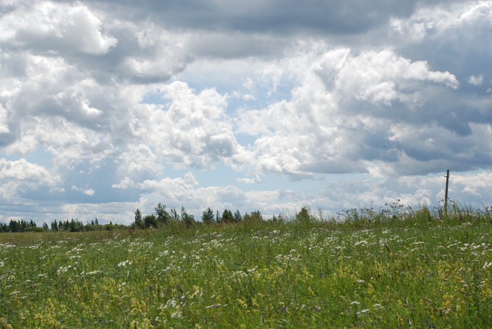 Field grassland sky natural landscape