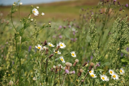 Wildflowers flower flowering plant meadow Photo