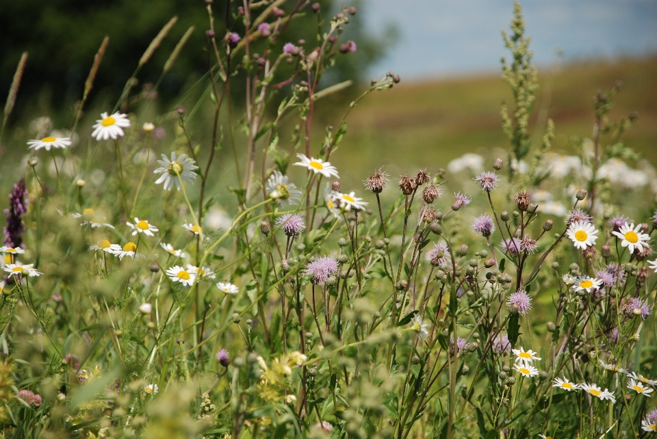 Wildblumen
 blume blühende pflanze
 wiese
