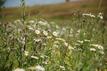 Wildflowers flower meadow plant Photo