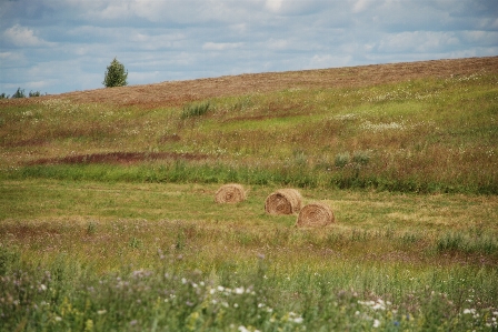 Field grassland pasture prairie Photo