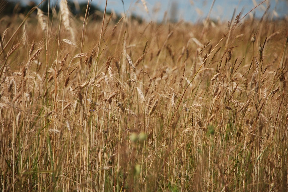 Wheat grain field crop