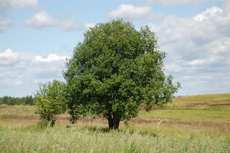 Foto Albero paesaggio naturale
 pianta pascolo
