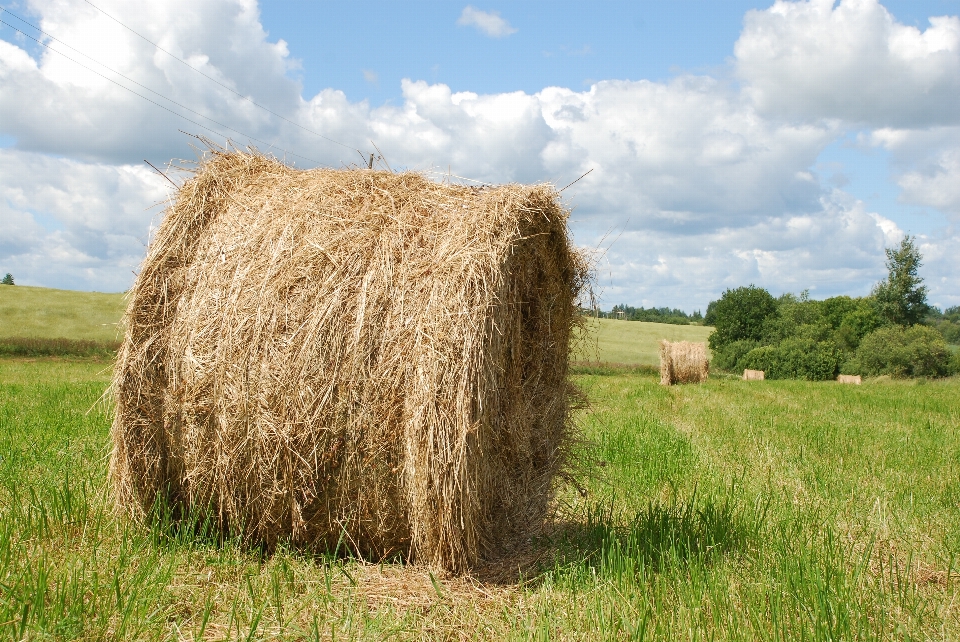 Natural heno paja campo