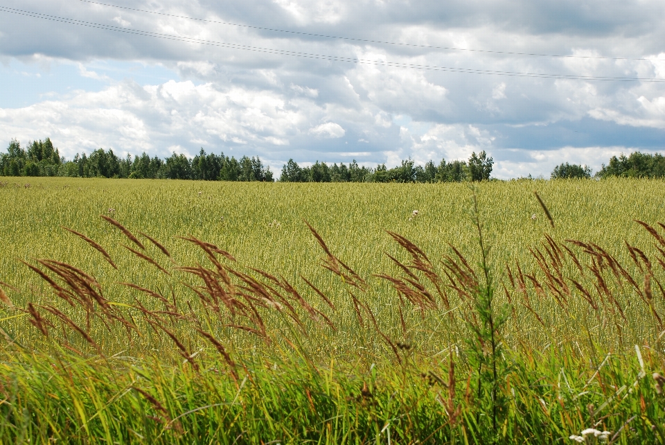 Field grassland prairie grass