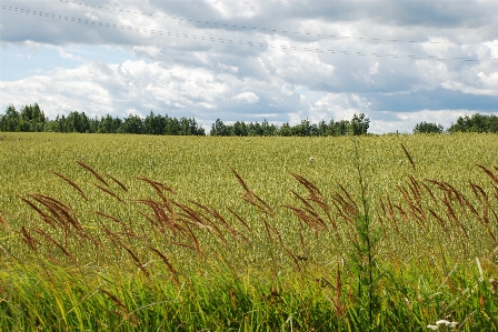 Field grassland prairie grass Photo