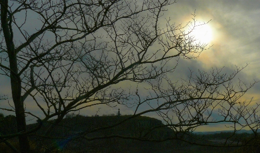 Stormy sky branch tree Photo