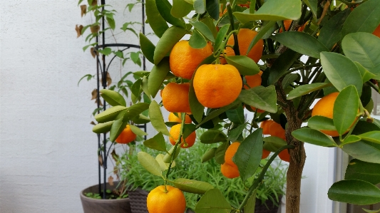 Natural citrus clementine rangpur Photo