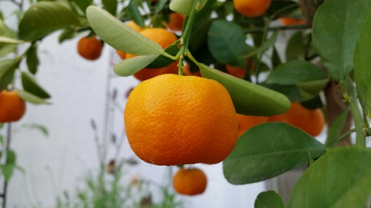 Foto Naturale rangpur
 agrumi
 albero da frutta
