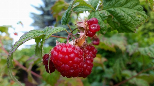 Foto Naturale bacca lampone frutta