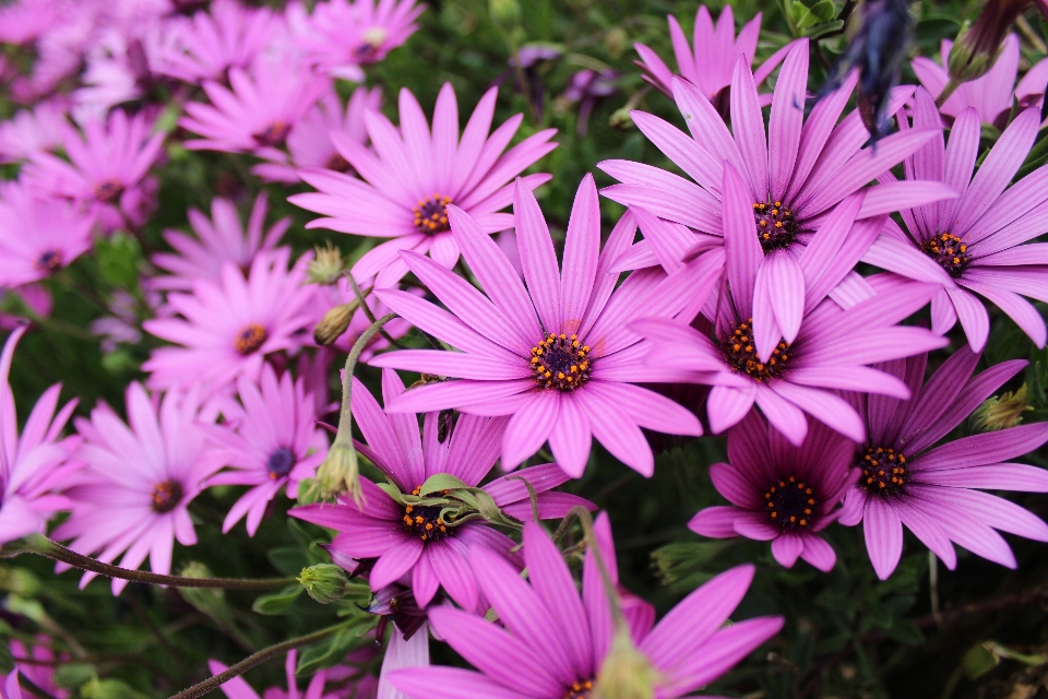 Pink flower flowering plant