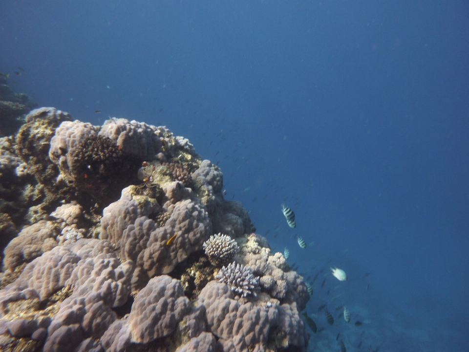 Récif de corail
 sous-marin récif
 environnement naturel
