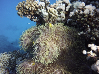 Foto Batu karang
 karang bawah air