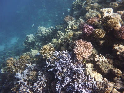 Coral reef underwater natural environment Photo