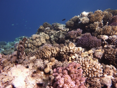 Coral reef underwater Photo