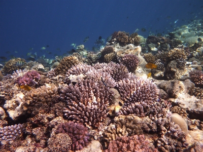 Coral reef underwater Photo