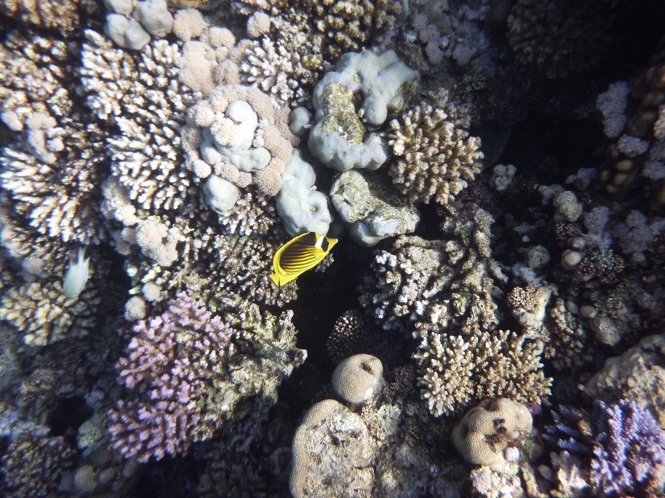 Récif de corail
 récif
 biologie marine
 sous-marin