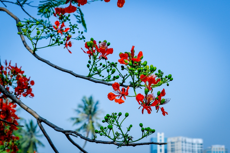 Flowers sky garden flower