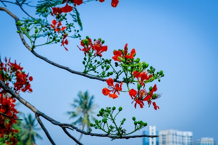 Flowers sky garden flower Photo